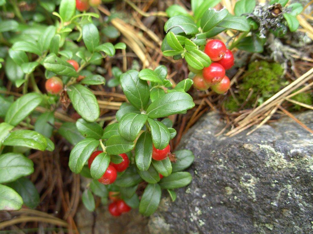 Micro  Gite