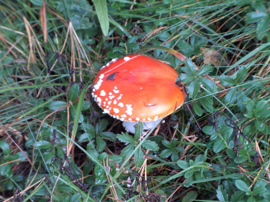 Micro  Gite