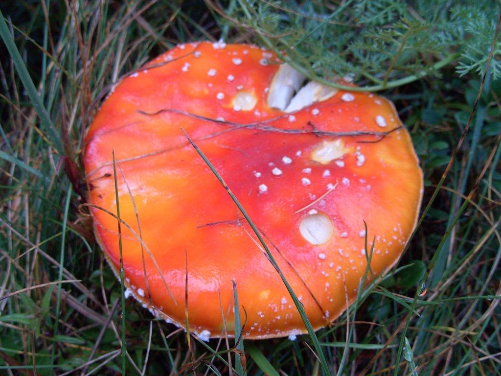 Micro  Gite