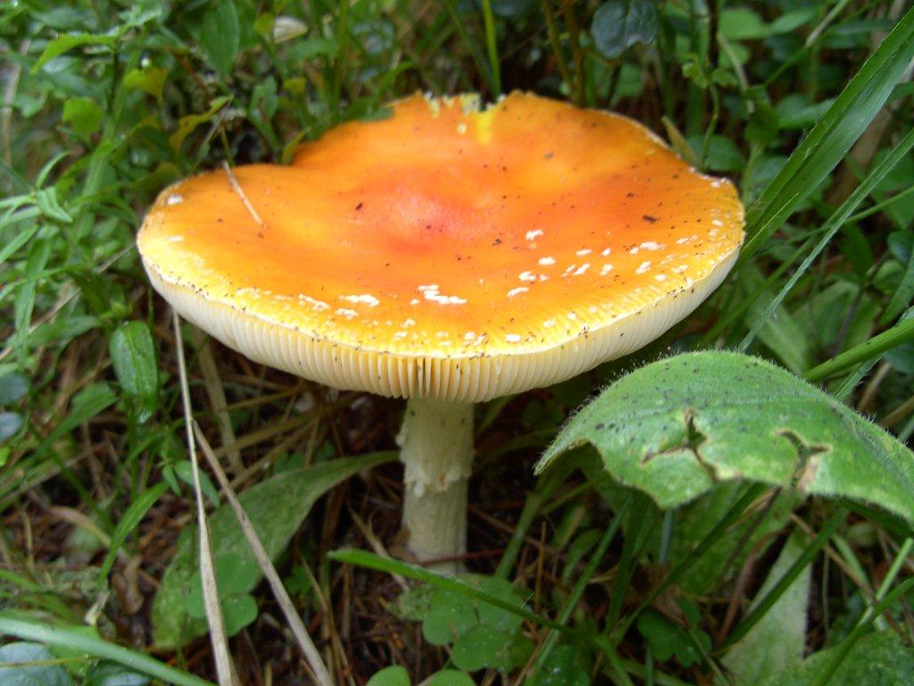 Micro  Gite