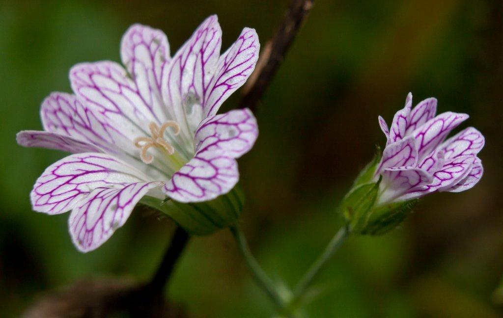 Geranium versicolor