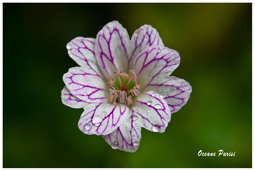Geranium versicolor