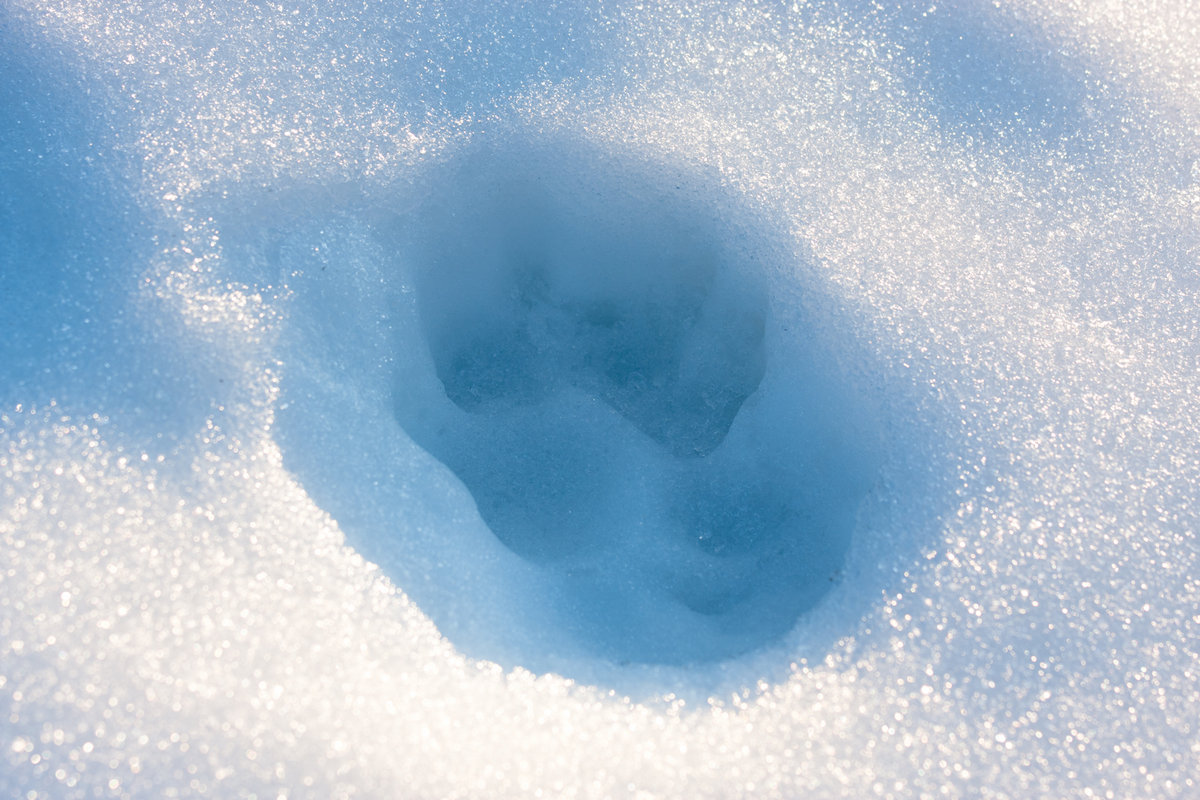 Impronte sulla neve