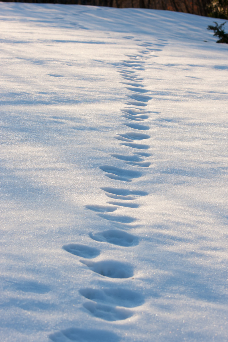 Impronte sulla neve