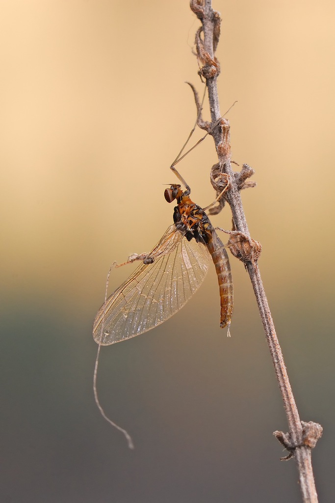 Baetis  sp.