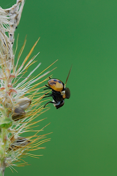 Gymnosoma sp. (Tachinidae)