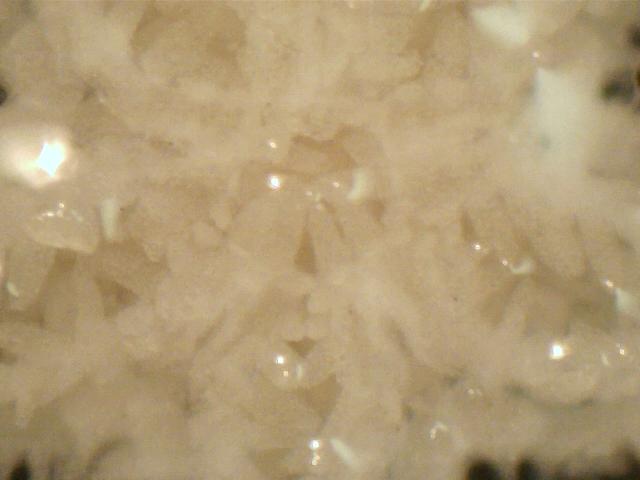 juvenile Astropecten cf. spinulosus