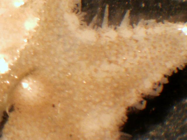 juvenile Astropecten cf. spinulosus