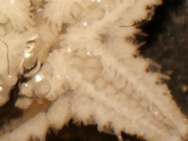 juvenile Astropecten cf. spinulosus