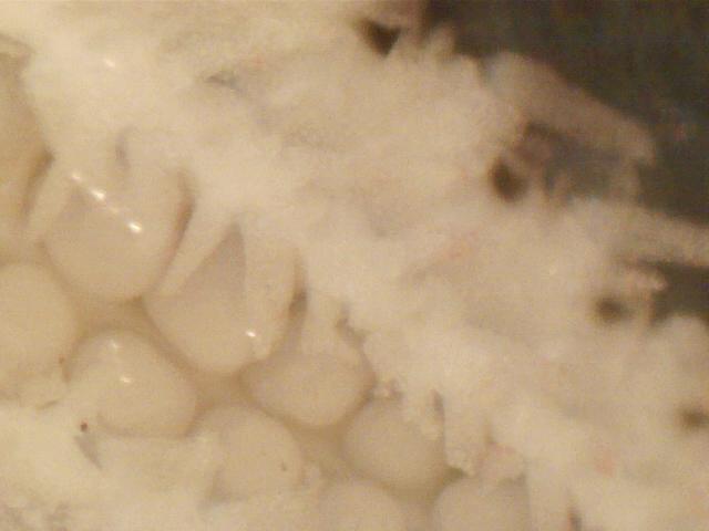 juvenile Astropecten cf. spinulosus