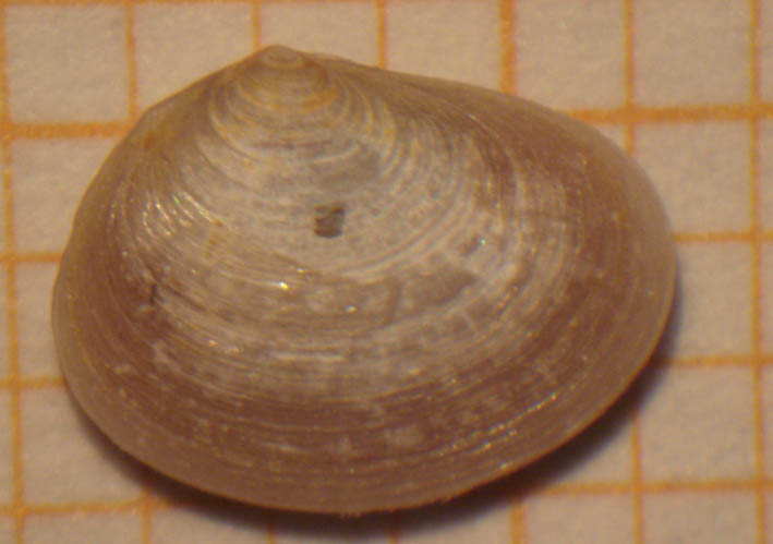 Bivalve da determinare
