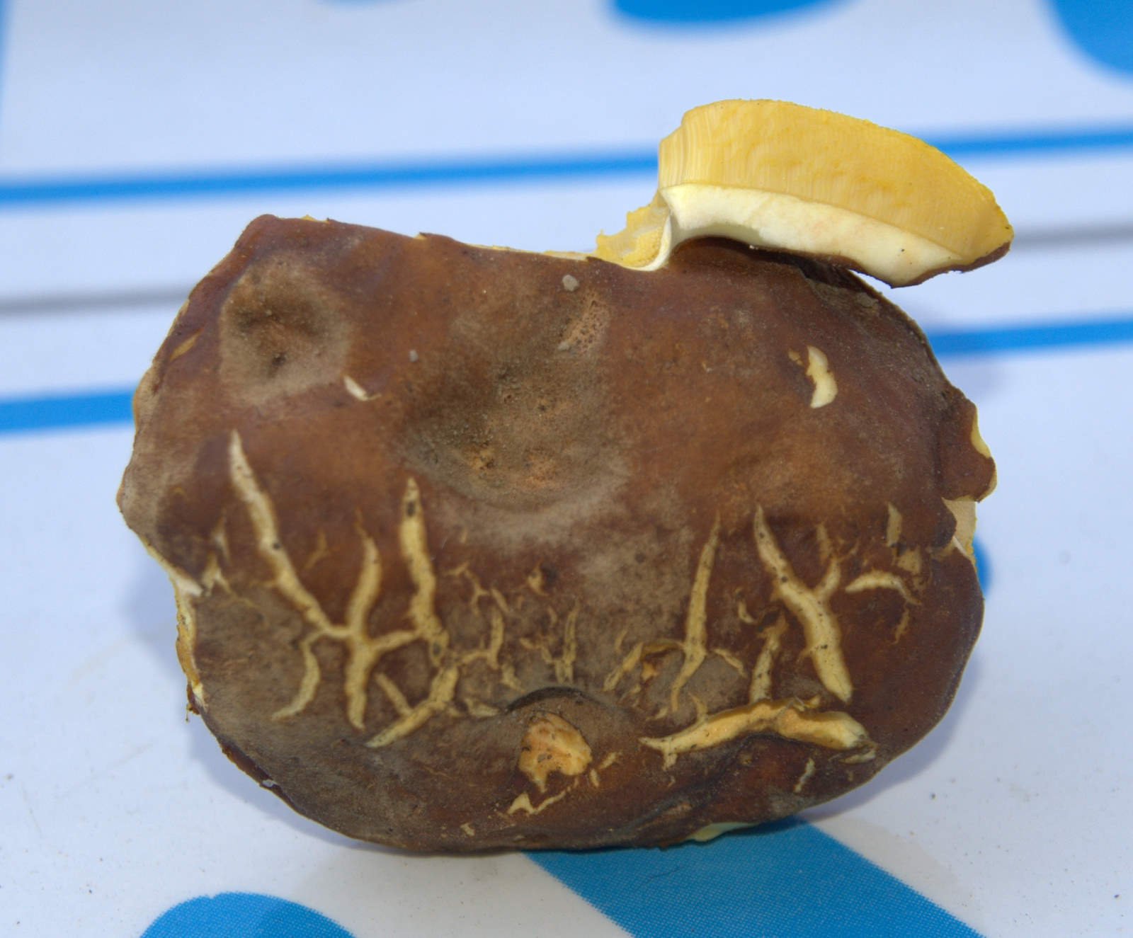 Xerocomus da determinare