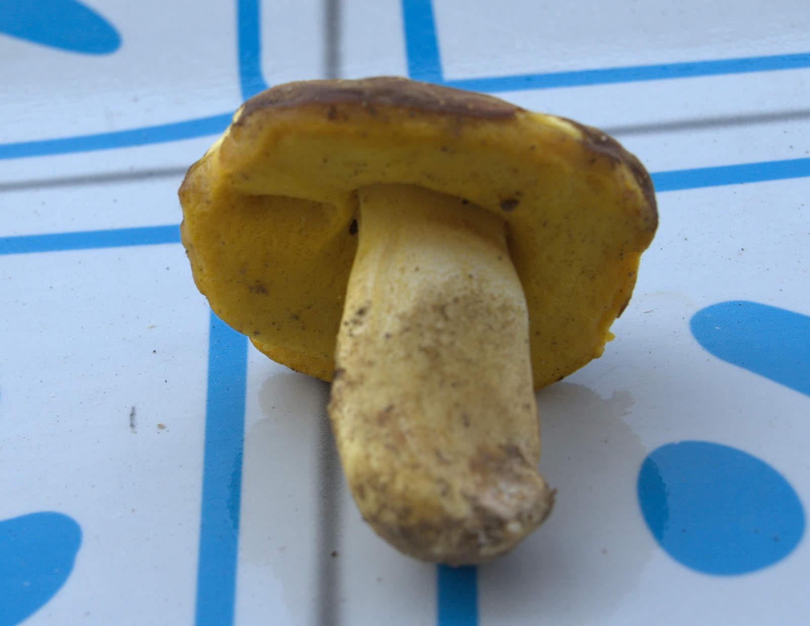 Xerocomus da determinare