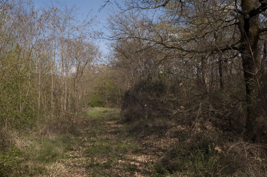 Primavera nell''aretino