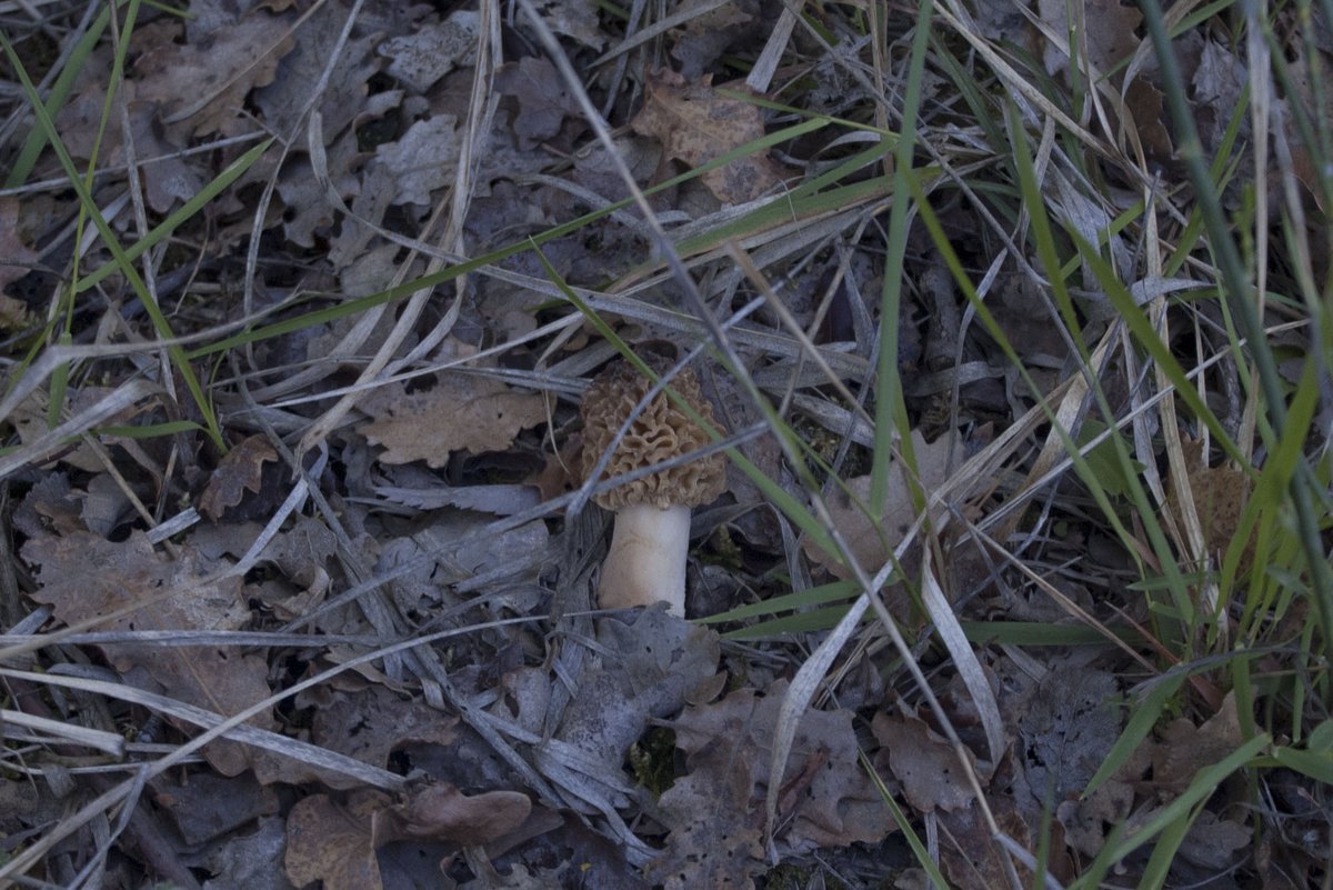 Primavera nell''aretino