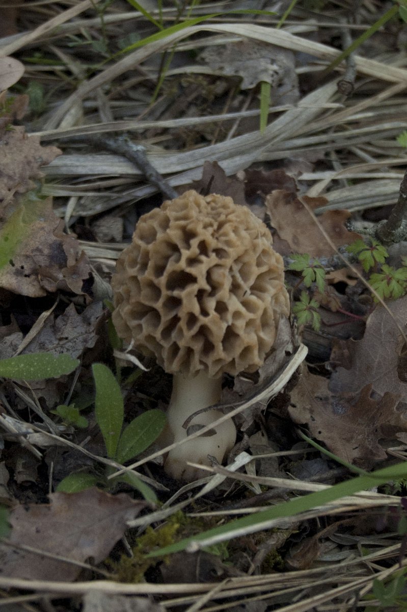 Primavera nell''aretino