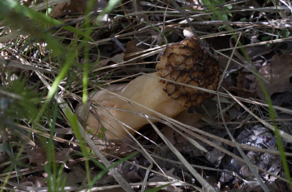 Primavera nell''aretino