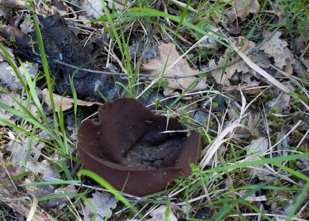 Primavera nell''aretino