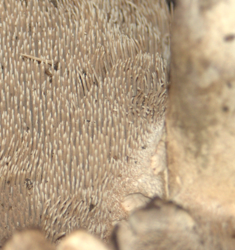 Sarcodon Laevigatus? Cyrneus?