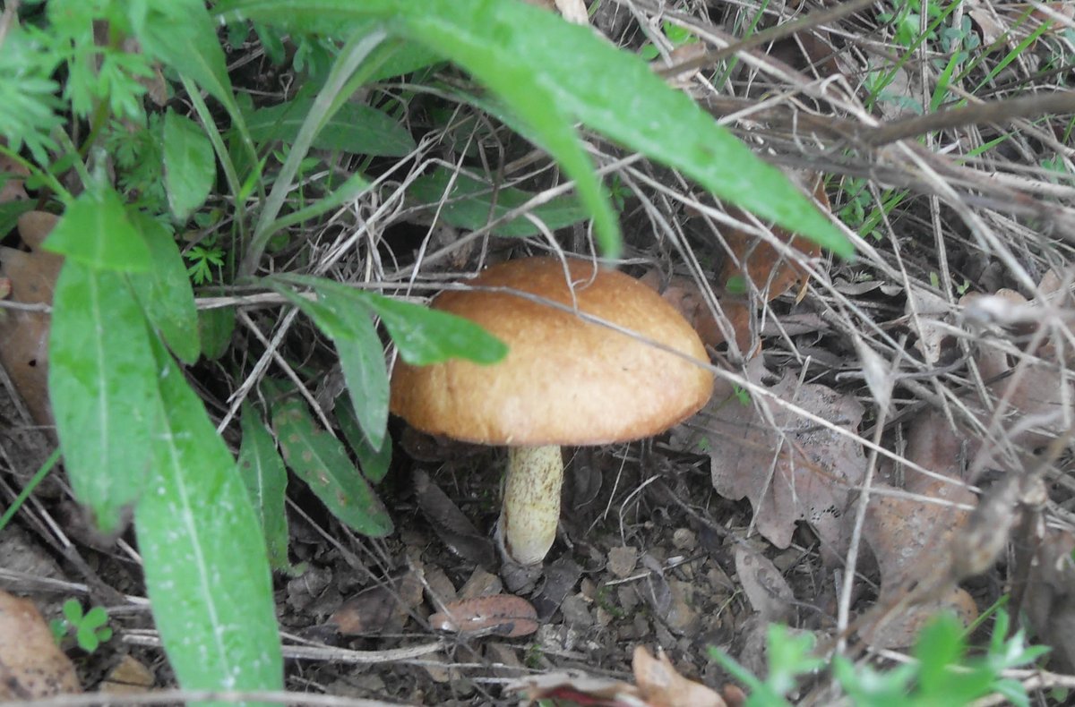 Primavera nell''aretino