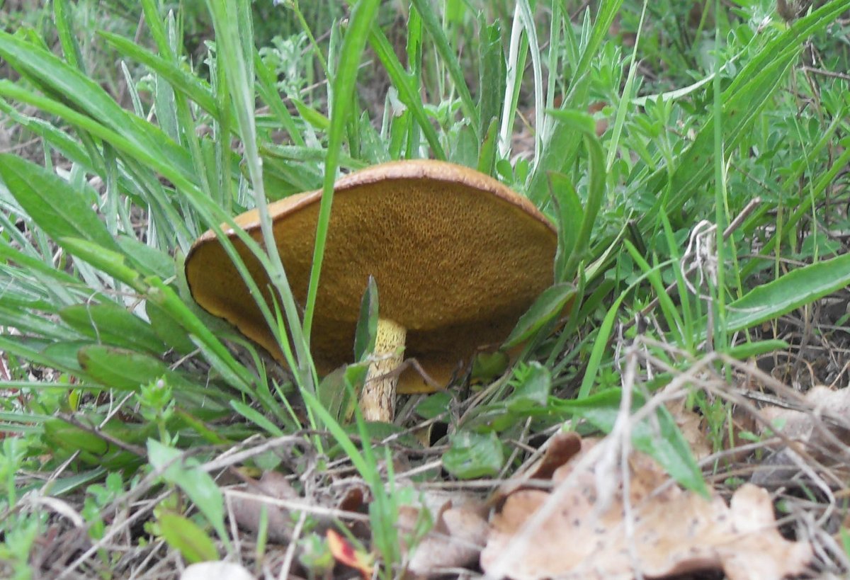 Primavera nell''aretino