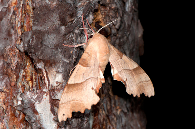 Marumba quercus?