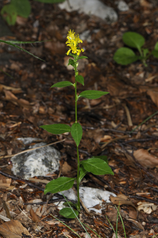 Solidago virgaurea