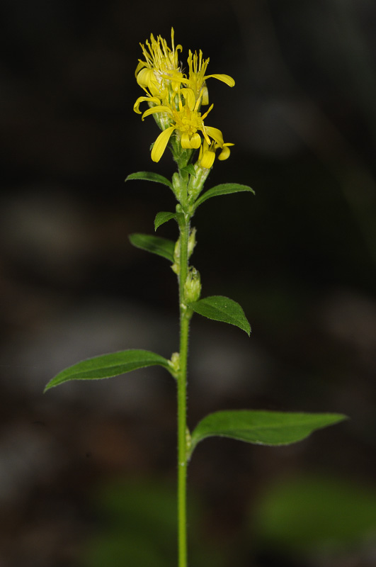 Solidago virgaurea