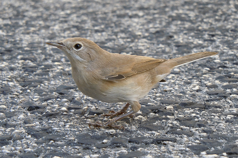 Uccello da identificare
