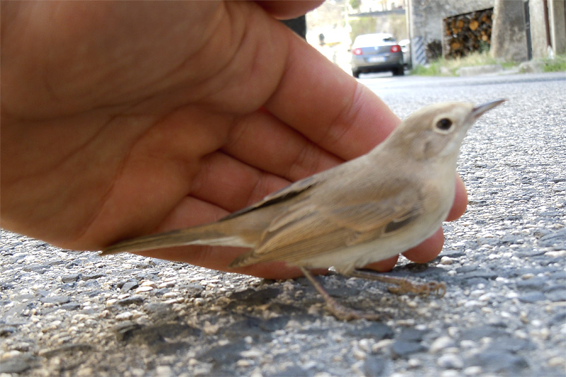 Uccello da identificare
