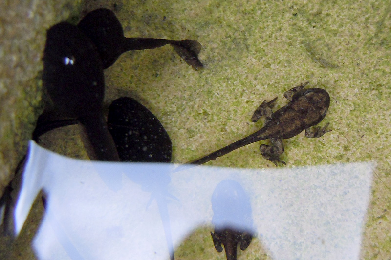 Metamorfosati di rospo? Sì, Bufo bufo
