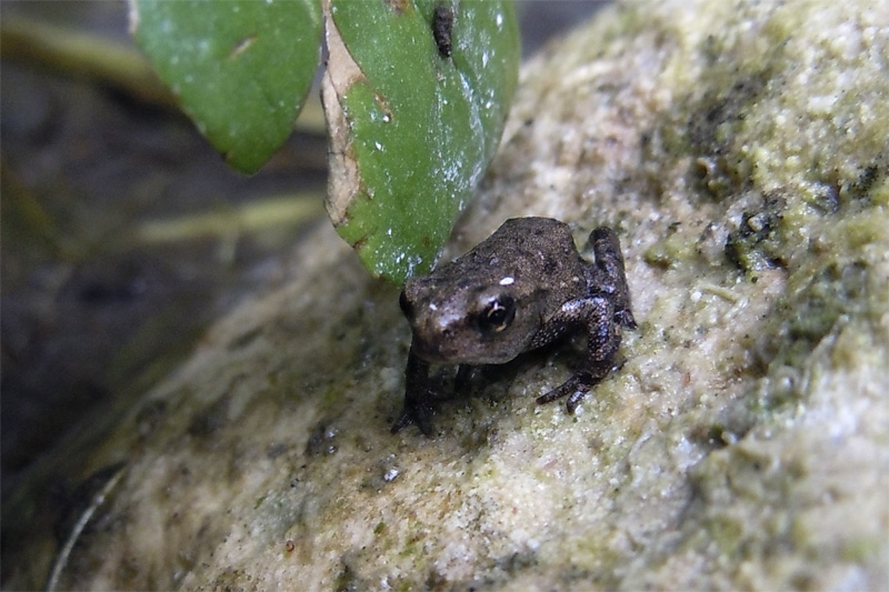 Metamorfosati di rospo? Sì, Bufo bufo