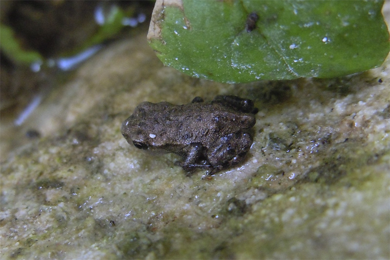 Metamorfosati di rospo? Sì, Bufo bufo