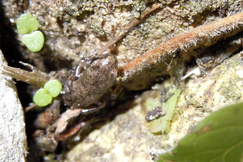 Metamorfosati di rospo? Sì, Bufo bufo