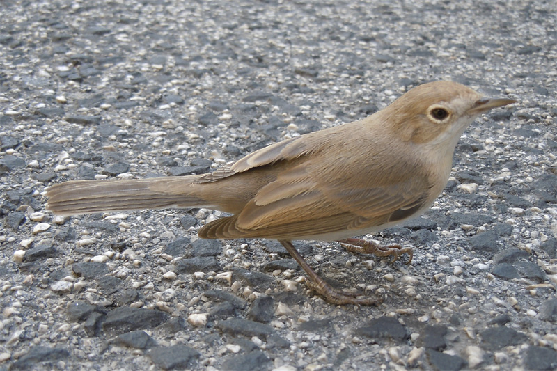 Uccello da identificare