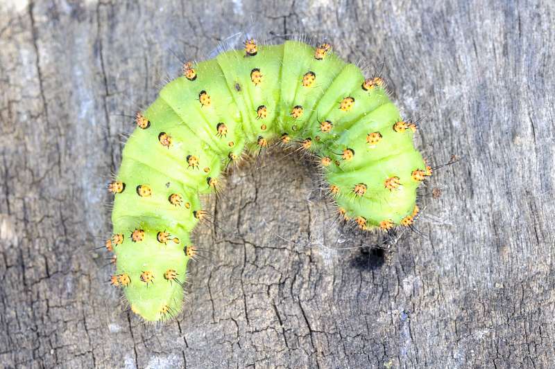 identificazione bruco