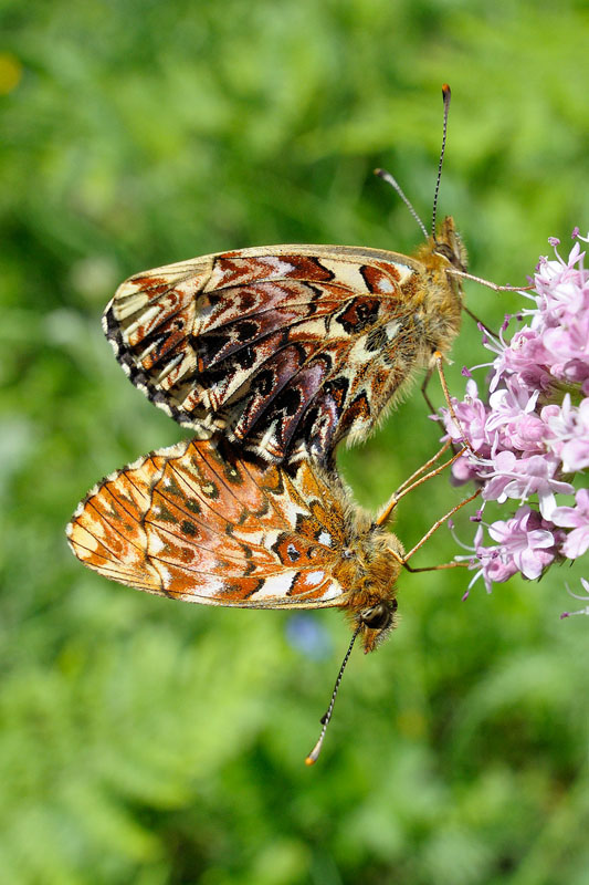 identificazione farfalla