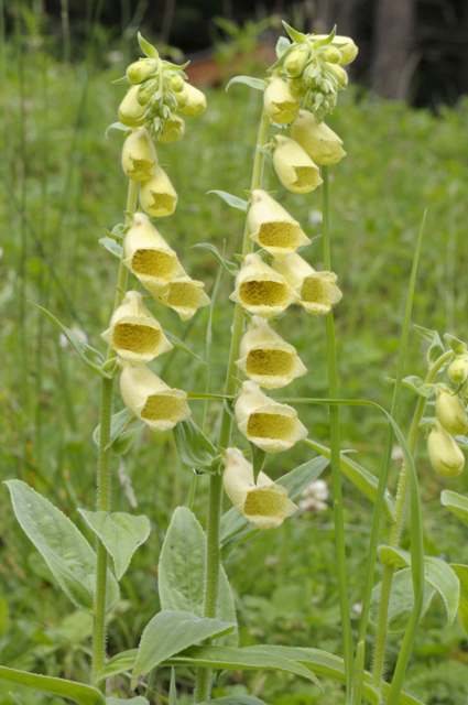 Digitalis grandiflora / Digitale gialla grande