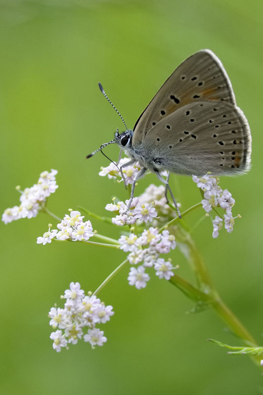 id licenide