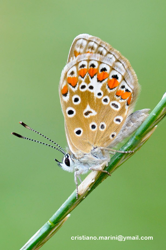 aricia agestis?