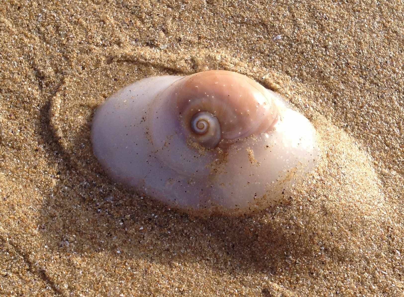 mollusco a Punta Penna/Aderci (CH)