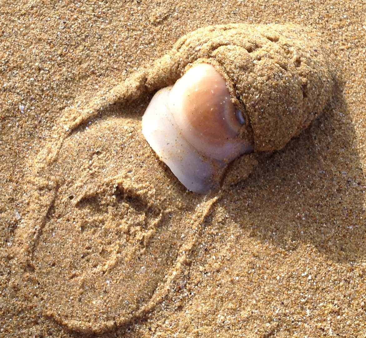 mollusco a Punta Penna/Aderci (CH)