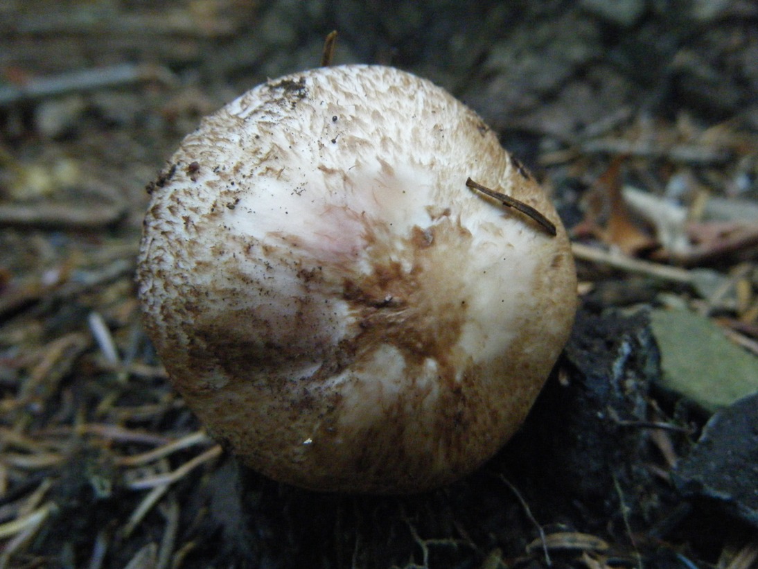 Sotto Faggio in Pratomagno