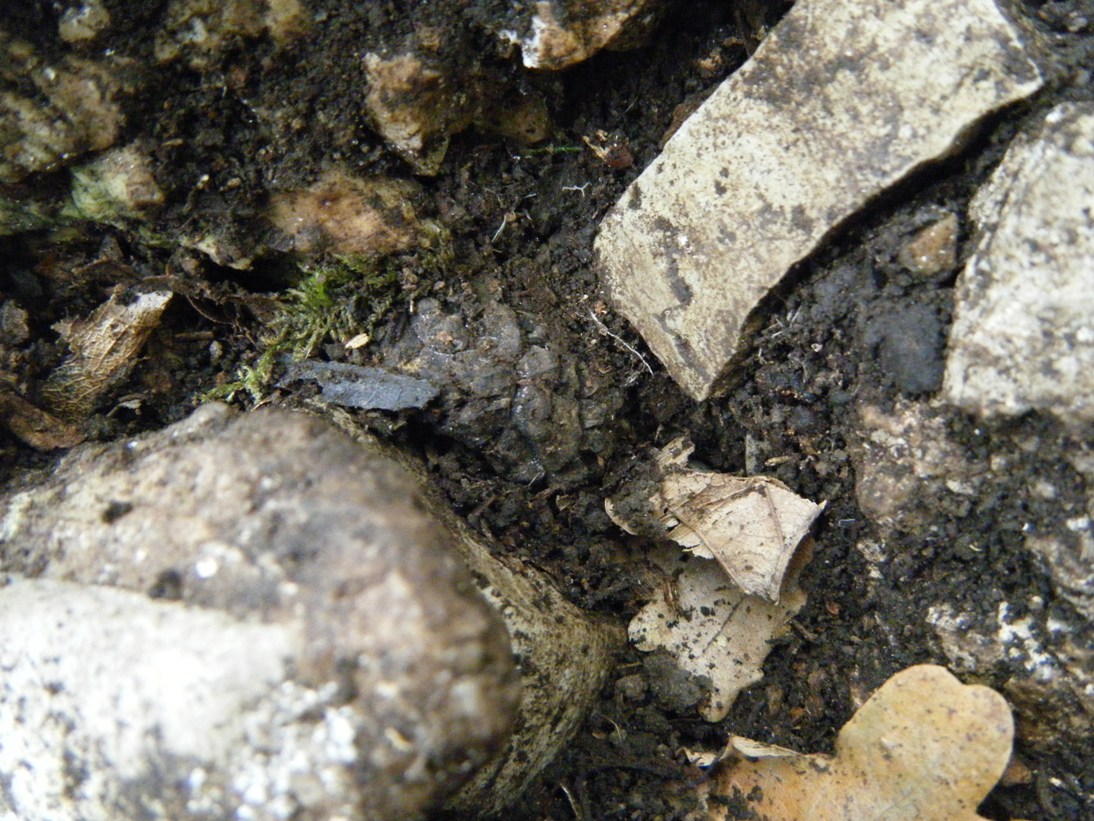 ...c''� chi sopravvive...