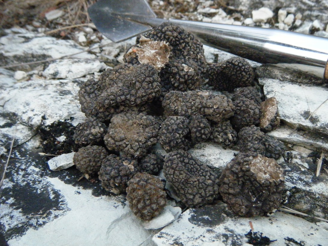 ...c''� chi sopravvive...