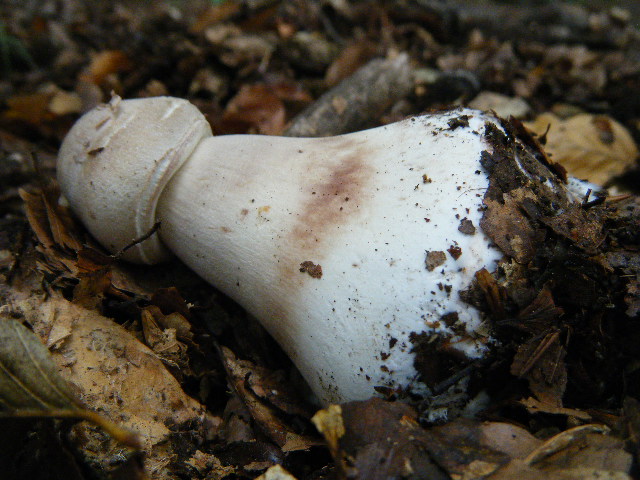 Primi ritrovamenti autunnali...