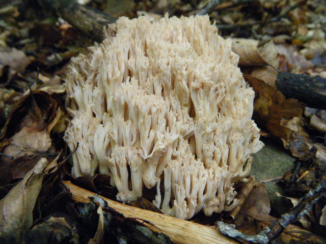 Primi ritrovamenti autunnali...