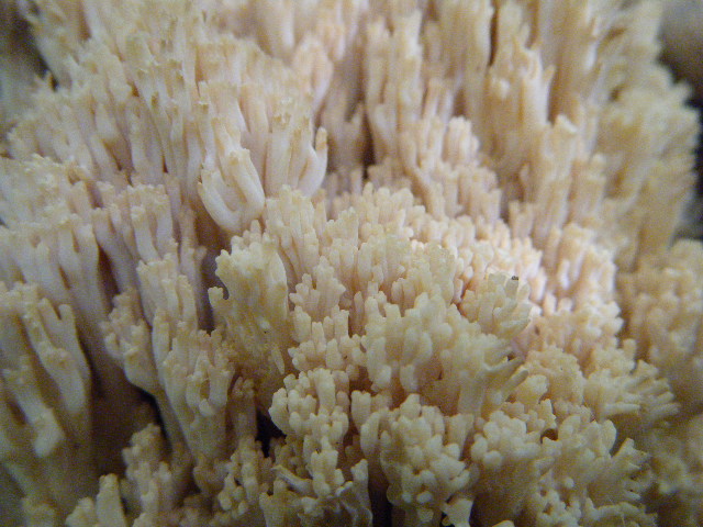 Primi ritrovamenti autunnali...