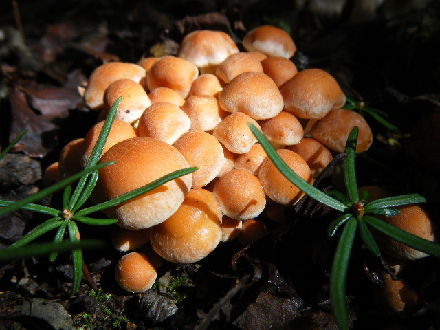 Primi ritrovamenti autunnali...