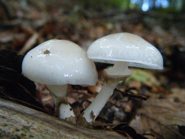 Primi ritrovamenti autunnali...